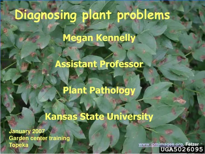 diagnosing plant problems