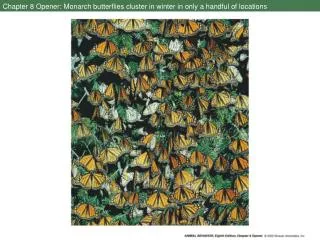 Chapter 8 Opener: Monarch butterflies cluster in winter in only a handful of locations
