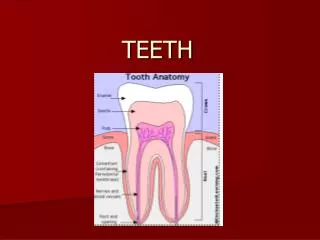 teeth
