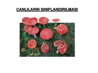 canlilarin siniflandirilmasi