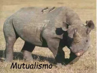 mutualismo