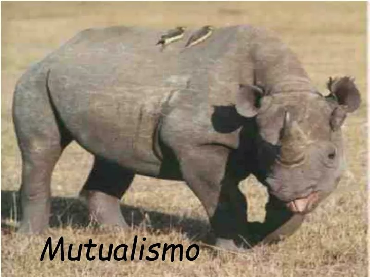 mutualismo