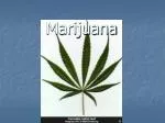 Marijuana - slide 1