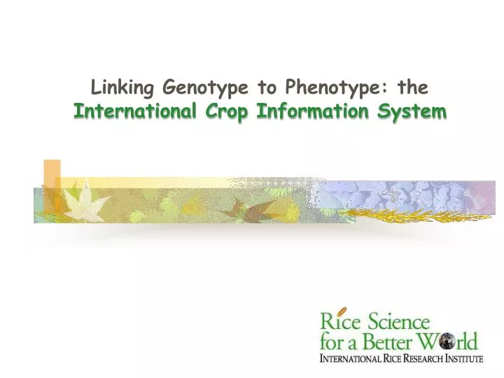 linking genotype to phenotype the international crop information system