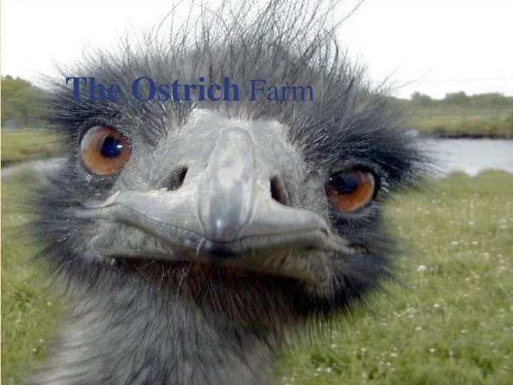 the ostrich farm