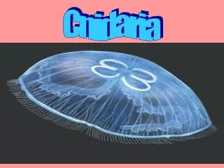 Cnidaria