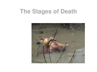 The Stages of Death