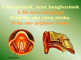 a hangsz lak mint hangforr sok a f l mint hangfog hlasivky ako zdroj zvuku ucho ako prij ma zvuku