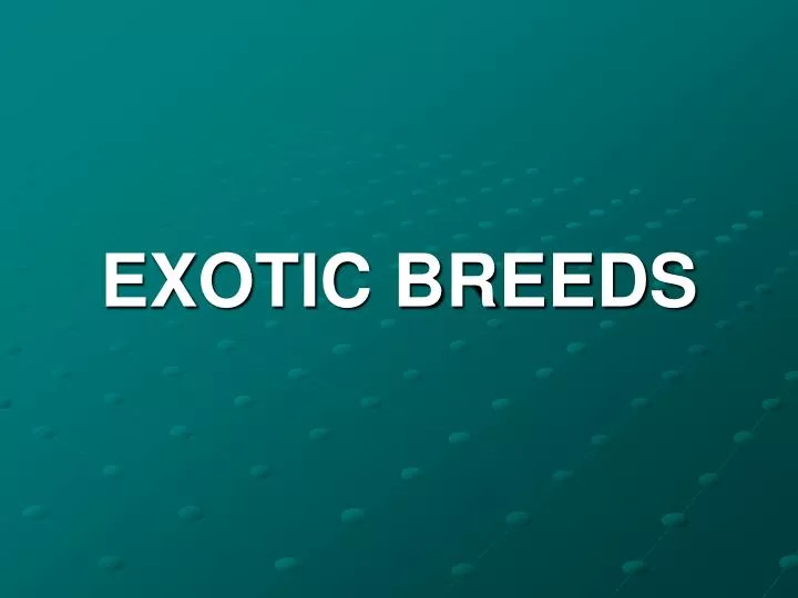exotic breeds