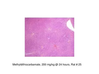 Methyldithiocarbamate, 200 mg/kg @ 24 hours, Rat # 25