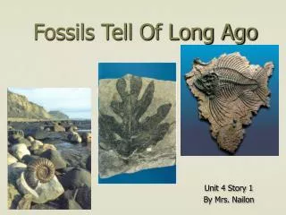 Fossils Tell Of Long Ago