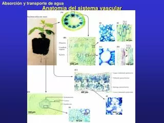 anatom a del sistema vascular