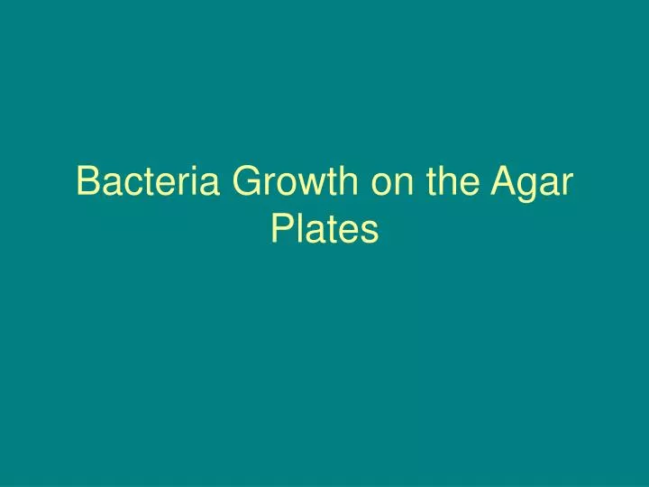 bacteria growth on the agar plates