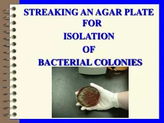 STREAKING AN AGAR PLATE FOR ISOLATION OF BACTERIAL COLONIES
