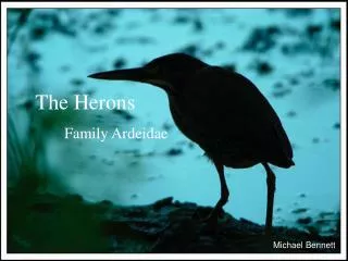 The Herons