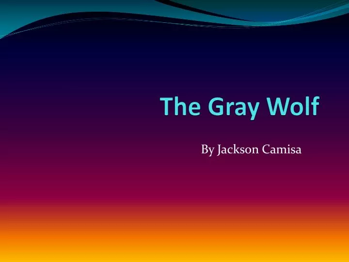 the gray wolf