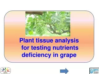 Plant tissue analysis for testing nutrients deficiency in grape