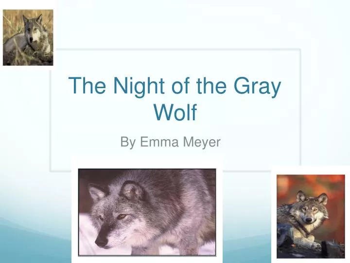 the night of the gray wolf