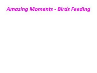Amazing Moments - Birds Feeding