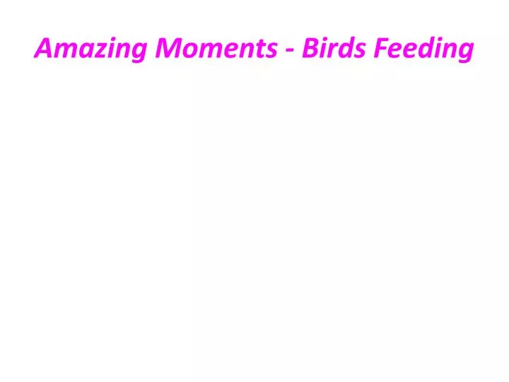 amazing moments birds feeding