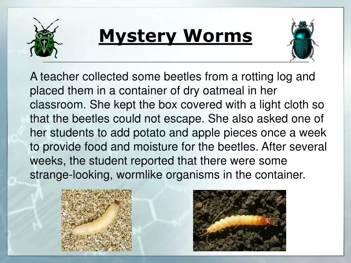 mystery worms