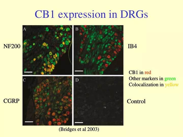 cb1 expression in drgs