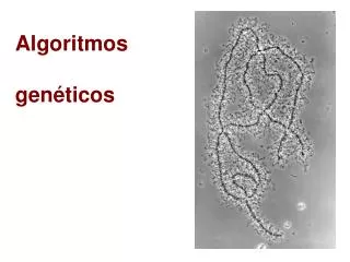 algoritmos gen ticos