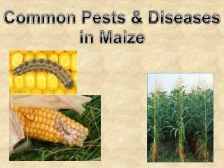 Common Pests &amp; Diseases in Maize