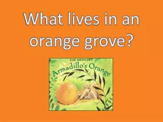 What lives in an orange grove?