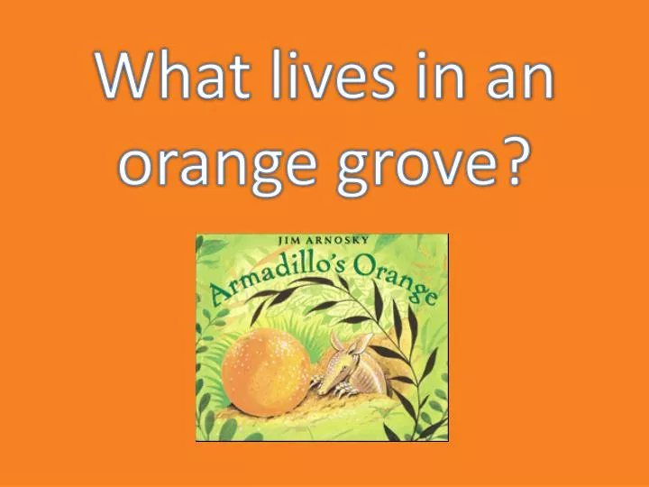 what lives in an orange grove