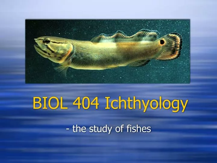 biol 404 ichthyology
