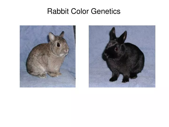 rabbit color genetics