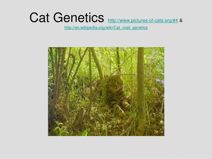 cat genetics http www pictures of cats org 4 http en wikipedia org wiki cat coat genetics