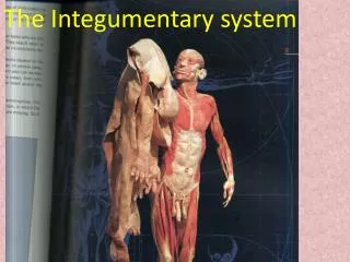 Integumentary system (skin)