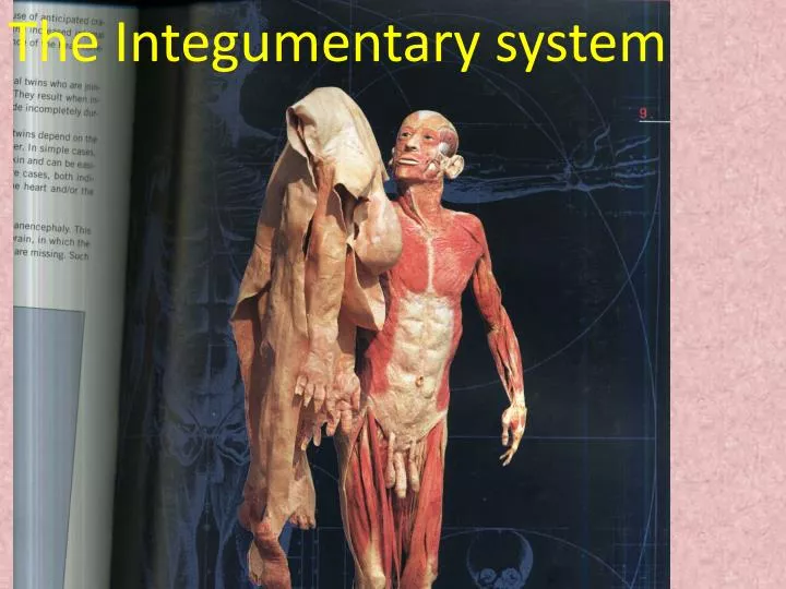 integumentary system skin