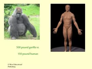 500 pound gorilla vs. 150 pound human