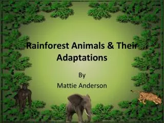 Rainforest Animals &amp; Their Adaptations