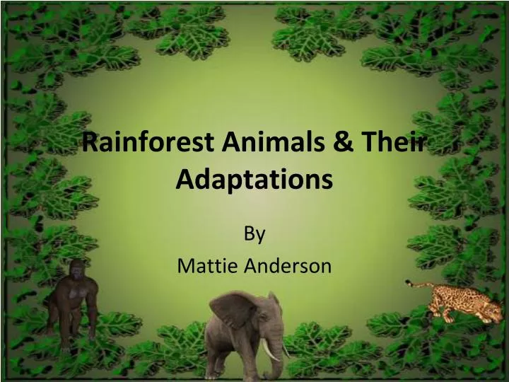 rainforest animals their adaptations
