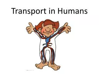 Transport in Humans