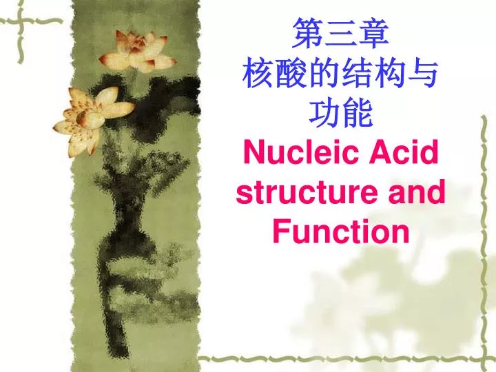 nucleic acid structure and function