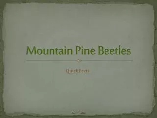 mountain pine beetles