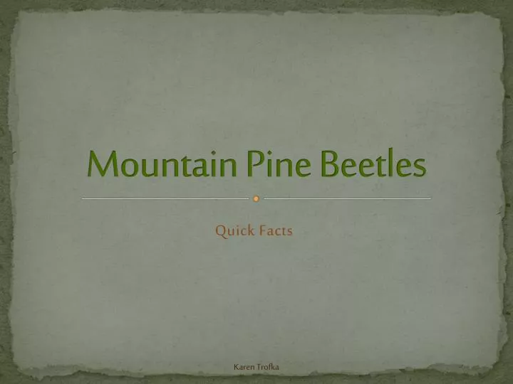 mountain pine beetles