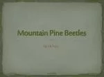 Mountain Pine Beetles - slide 1