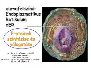 durvafelsz n endoplazmatikus retikulum der
