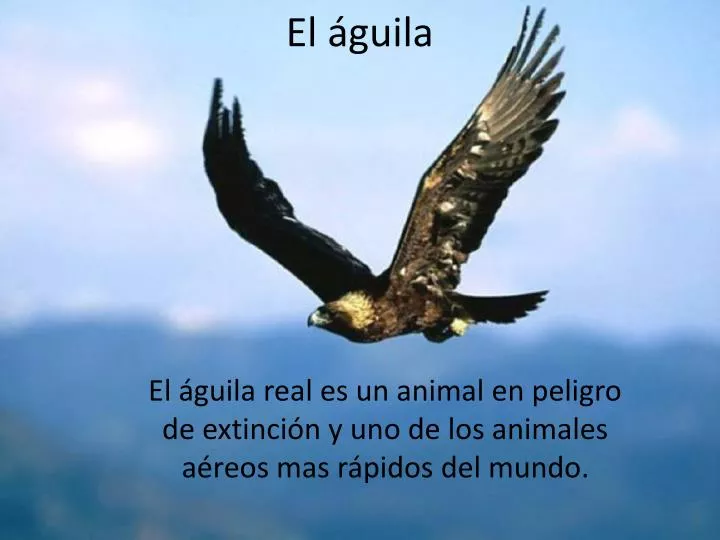 el guila