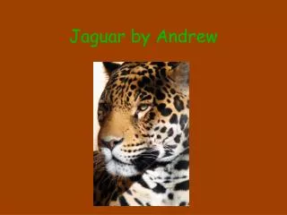 Jaguar by Andrew