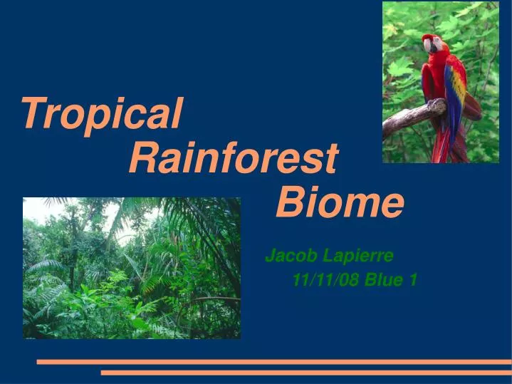 tropical rainforest biome jacob lapierre 11 11 08 blue 1