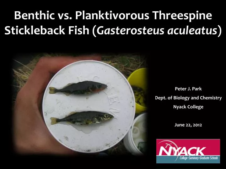 benthic vs planktivorous threespine stickleback fish gasterosteus aculeatus