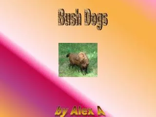 Bush Dogs
