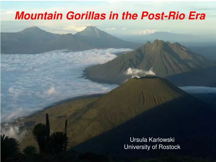 mountain gorillas in the post rio era
